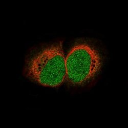 HIST1H3A Antibody (CL4967), Novus Biologicals:Antibodies:Primary Antibodies